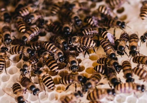 自制誘蜂水配方有哪些(4種誘蜂水的制作方法) 自制誘蜂水配方有哪些(4種誘蜂水的制作方法)