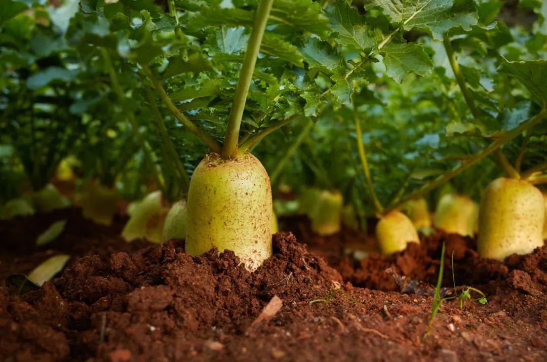 胡蘿卜用英語怎么說(胡蘿卜的英文用法和選購保鮮方法) 胡蘿卜用英語怎么說(胡蘿卜的英文用法和選購保鮮方法)