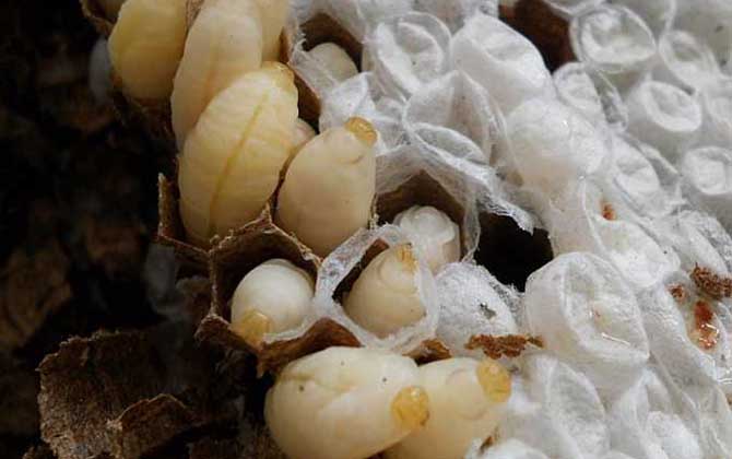 蜜蜂蛹和胡蜂蛹的區別