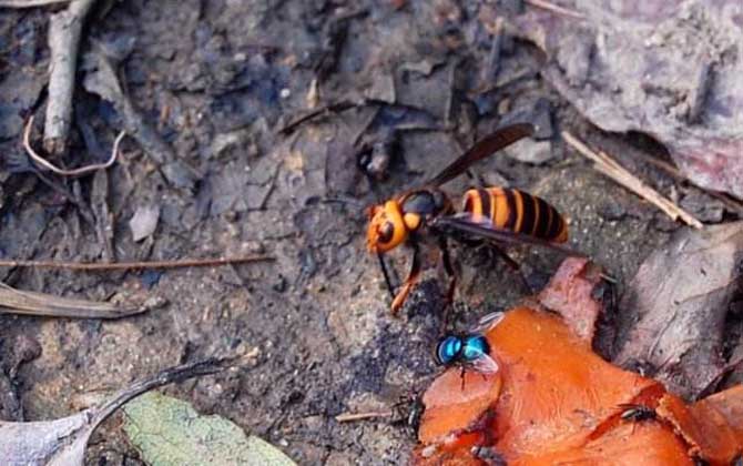 地雷蜂的種類及圖片大全