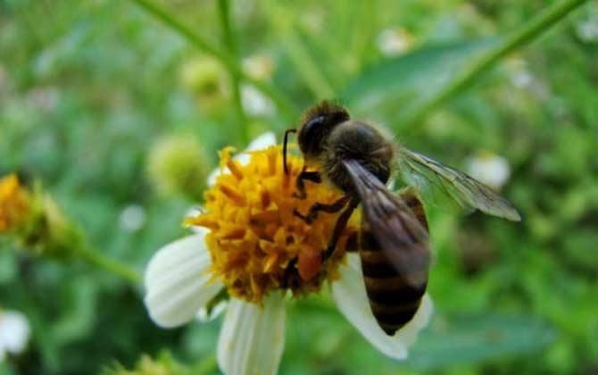 初學養蜂步驟及方法