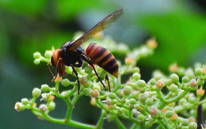 胡蜂怎么區分蜂王和雄蜂？