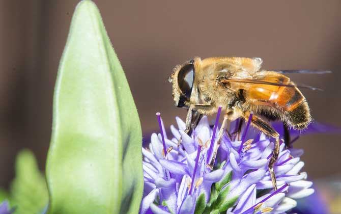 被馬蜂蟄了要觀察多久？（什么時(shí)候過危險(xiǎn)期）