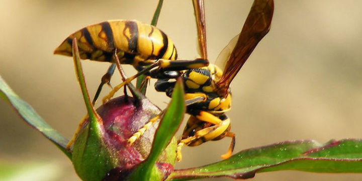 黃蜂有蜂蜜嗎（黃蜂的生活習(xí)性）